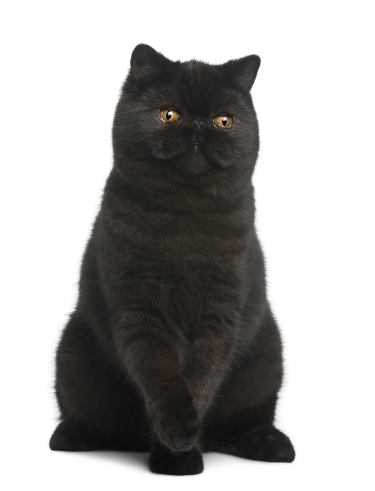 Exquisite schwarze Exotic Shorthair-Katze mit plüschigem Fell und großen runden Augen, die das sanfte und liebenswerte Wesen der Rasse sowie ihr auffälliges und bezauberndes Aussehen zur Schau stellt