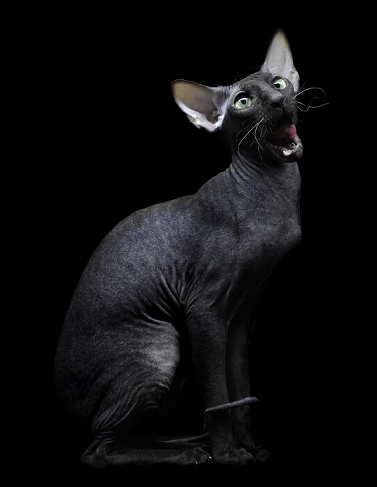 Einzigartige schwarze Sphynx-Katze mit haarlosem Aussehen und samtiger Haut, die den besonderen Charme und das anhängliche Wesen der Rasse zur Schau stellt.