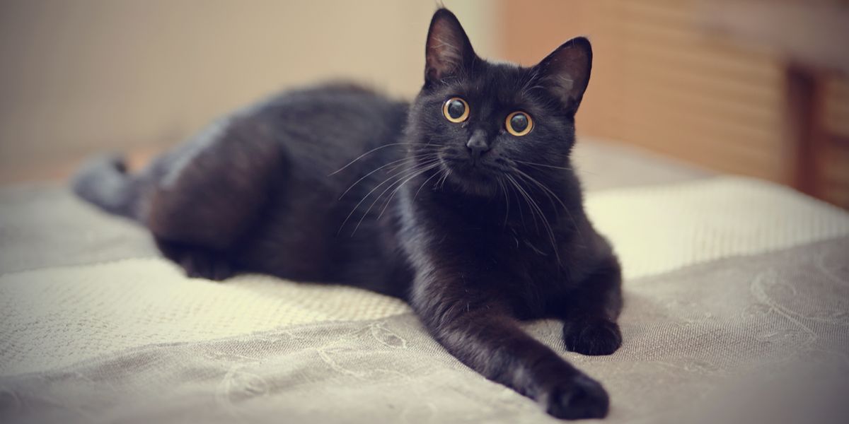 Geheimnisvolle schwarze Katze mit einer Ausstrahlung von Eleganz, deren glänzendes Fell einen rätselhaften Charme ausstrahlt