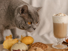 A cat near a container of cinnamon, with the question of whether cats can eat cinnamon.