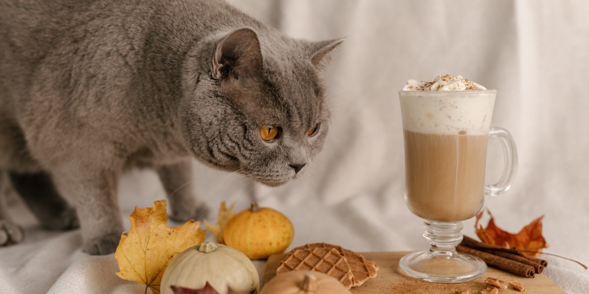 Eine Katze neben einem Behälter mit Zimt, mit der Frage, ob Katzen Zimt essen können.