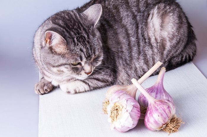 Bild einer Katze, die neben Knoblauchknollen sitzt