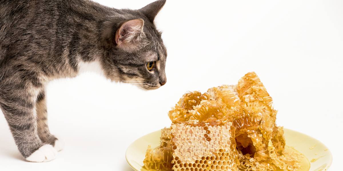 Eine Katze schnüffelt neugierig an einem Teller Honig und zeigt damit ihre Neugier und ihr Interesse an Gerüchen