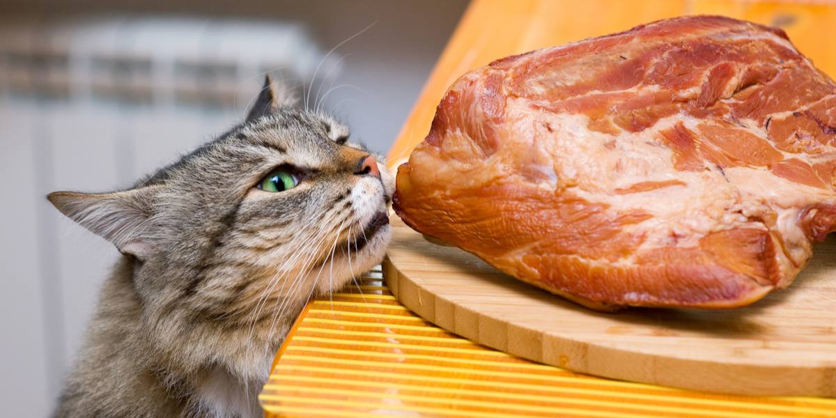 „Visuelle Darstellung zur Frage: ‚Dürfen Katzen Schweinefleisch essen?‘