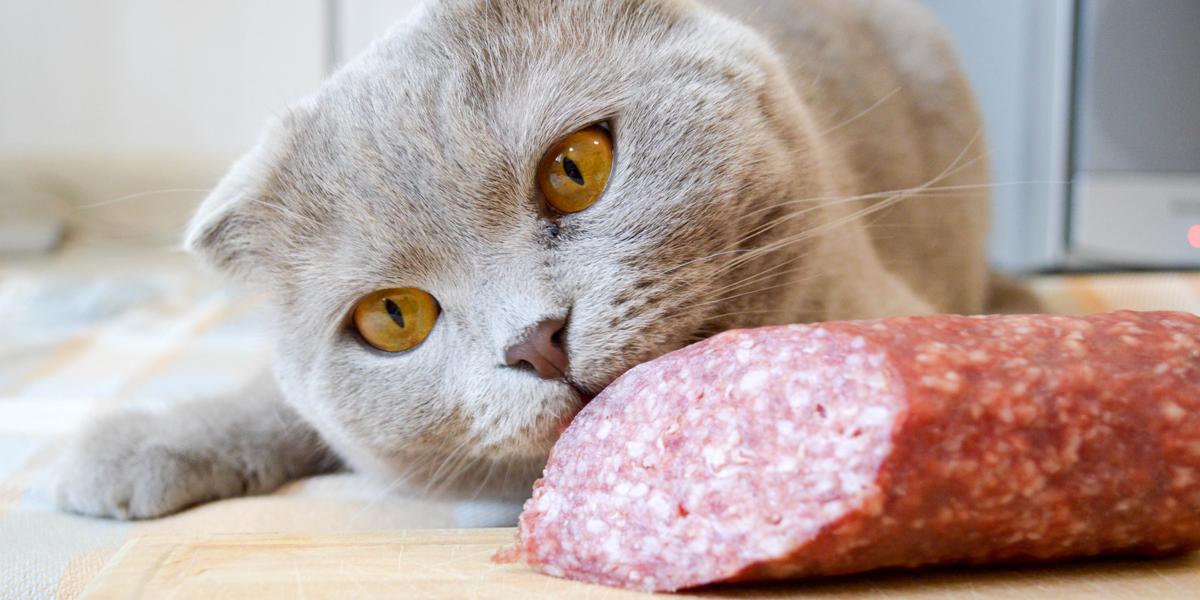 Die Frage, ob Katzen Salami essen dürfen – ein Bild, das eine häufige Frage zur Ernährung von Katzen verdeutlicht.