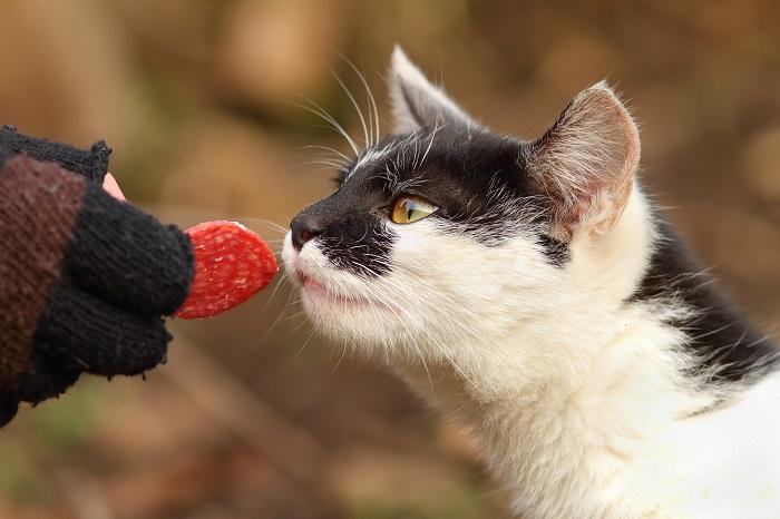 Neugierige Katze stößt auf eine Scheibe Salami und ihr Interesse an ungewöhnlichen Nahrungsmitteln wird geweckt.