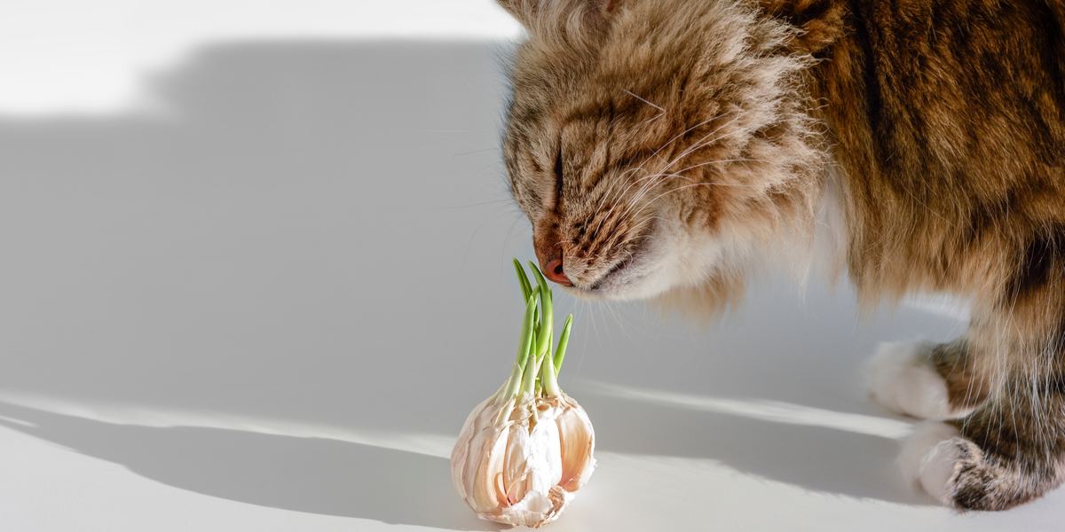 Bild einer Katze in der Nähe von Knoblauch, das auf die potenziellen Gefahren von Knoblauch für Katzen aufmerksam macht