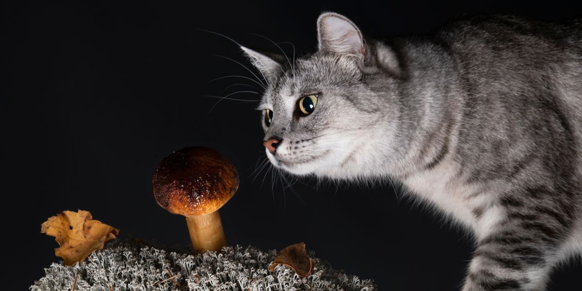 Ein Bild mit einer Katze und einem Pilz, das Bedenken über die möglichen Gefahren bestimmter Pilze für die Gesundheit von Katzen aufkommen lässt