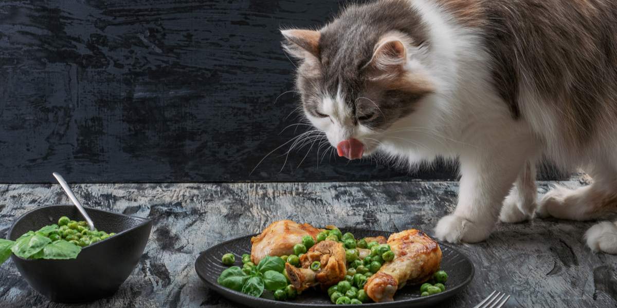 Zufriedene Katze genießt eine Mahlzeit mit Truthahn.