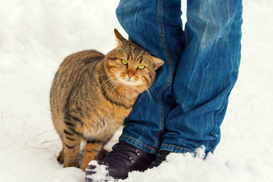 Was bedeutet es, wenn eine Katze sich an Ihnen reibt?