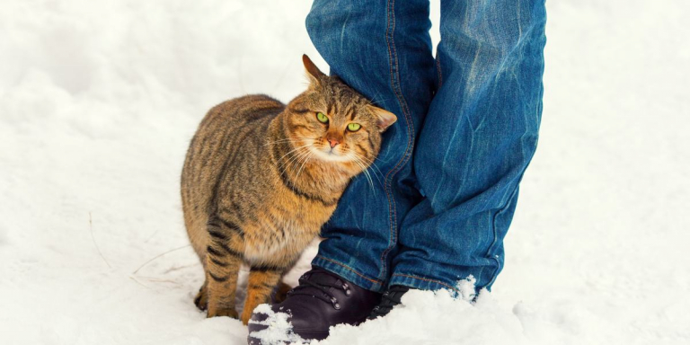 Warum reibt sich meine Katze an mir?