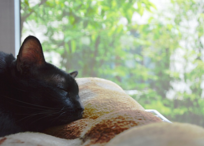 Bild einer zufriedenen Katze, die friedlich neben einem Fenster ein Nickerchen macht