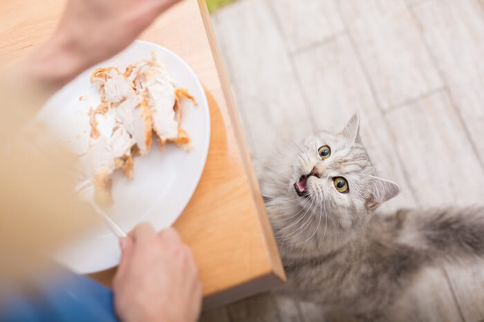 Zufriedene Katze mit einer Putenkeule, die ein schmackhaftes Katzenfestmahl genießt.