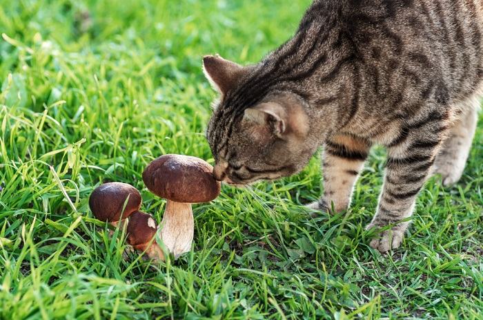 Ein Bild, das eine Katze in der Nähe von Pilzen zeigt und verdeutlicht, wie wichtig es ist, bei der Auswahl der Pilzarten in der Umgebung einer Katze vorsichtig zu sein.