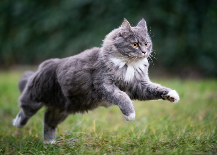 Graue Katze im munteren Auslauf.