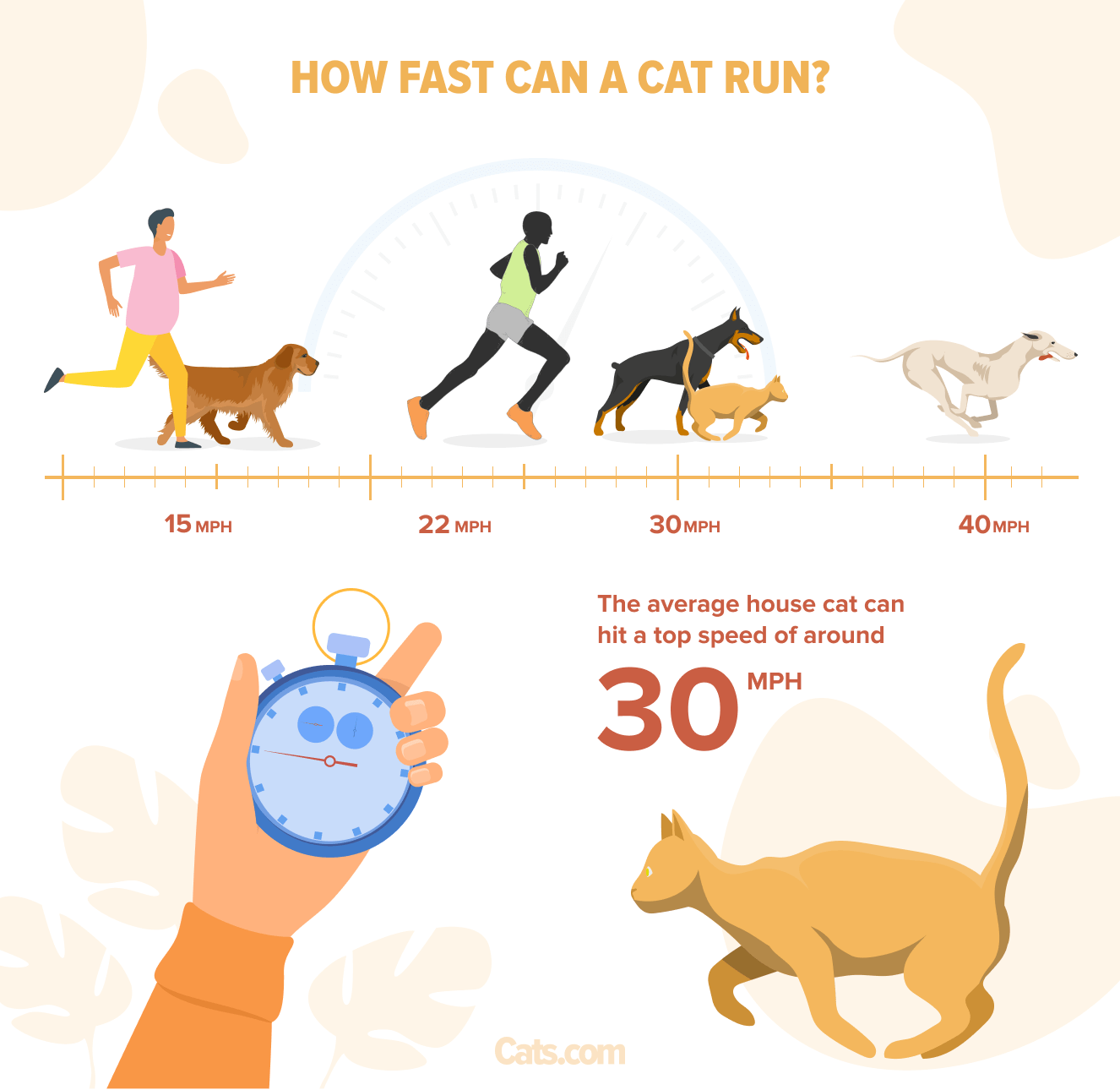 Informative Grafik, die die beeindruckende Laufgeschwindigkeit einer Katze darstellt.