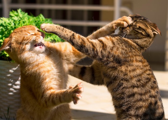 Zwei getigerte Katzen sind in einen spielerischen Kampf verwickelt.