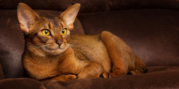 braune-katzen-die-10-beliebtesten-katzenrassen