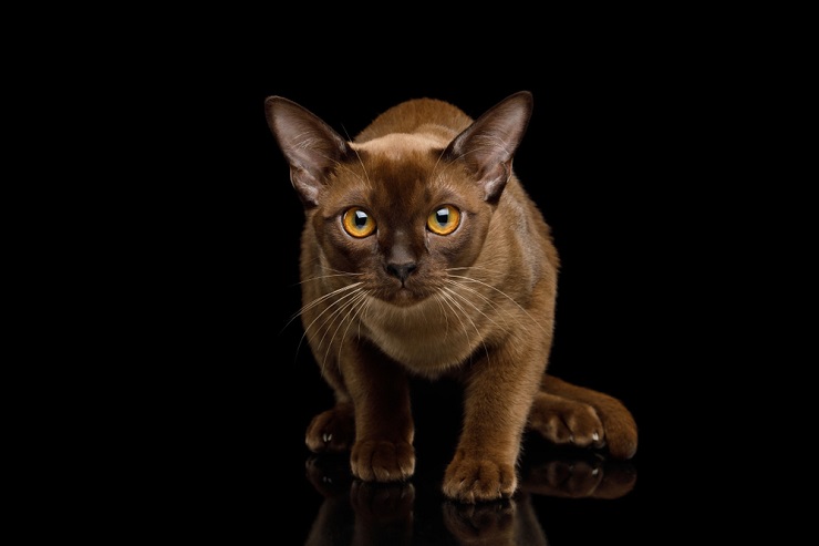 Ein Bild, das den Charme einer Burma-Katze zeigt, die für ihr glattes Fell und ihre bezaubernden, gefühlvollen Augen bekannt ist.