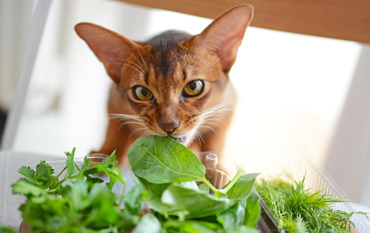 Faszinierendes Bild einer Katze, die gerne Basilikumblätter knabbert