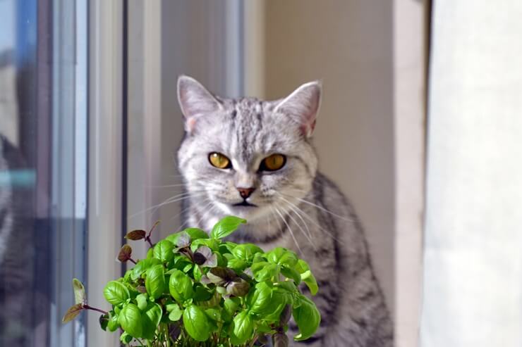 Katzenbegleiter mit einem Zweig Basilikum