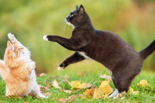 Wie kann man Katzen helfen, miteinander auszukommen?