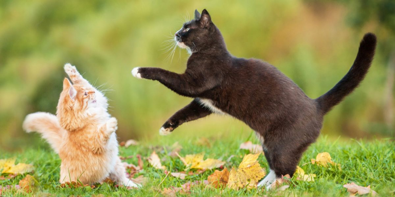 Wie kann man Katzen helfen, miteinander auszukommen?