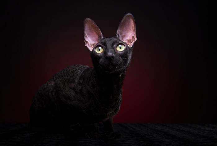 Cornish Rex-Katze mit ihrem charakteristischen gewellten Fell und den ausdrucksstarken Augen, die das unverwechselbare Erscheinungsbild und die lebhafte Persönlichkeit der Rasse widerspiegeln, die sie in der Welt der Katzen hervorstechen lässt