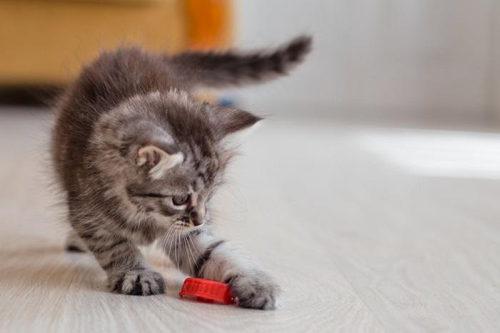 warum machen Katzen den Krabbengang?