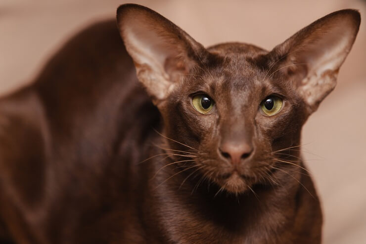 Ein Bild, das die Eleganz einer Orientalisch Kurzhaarkatze mit ihrem schlanken Körper, den großen Ohren und dem fesselnden Blick einfängt.