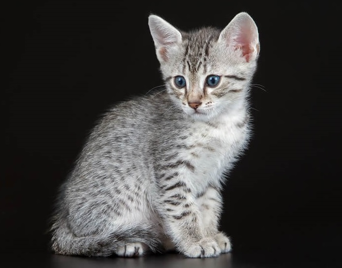 warum haben getigerte Katzen ein „M“ auf der Stirn?