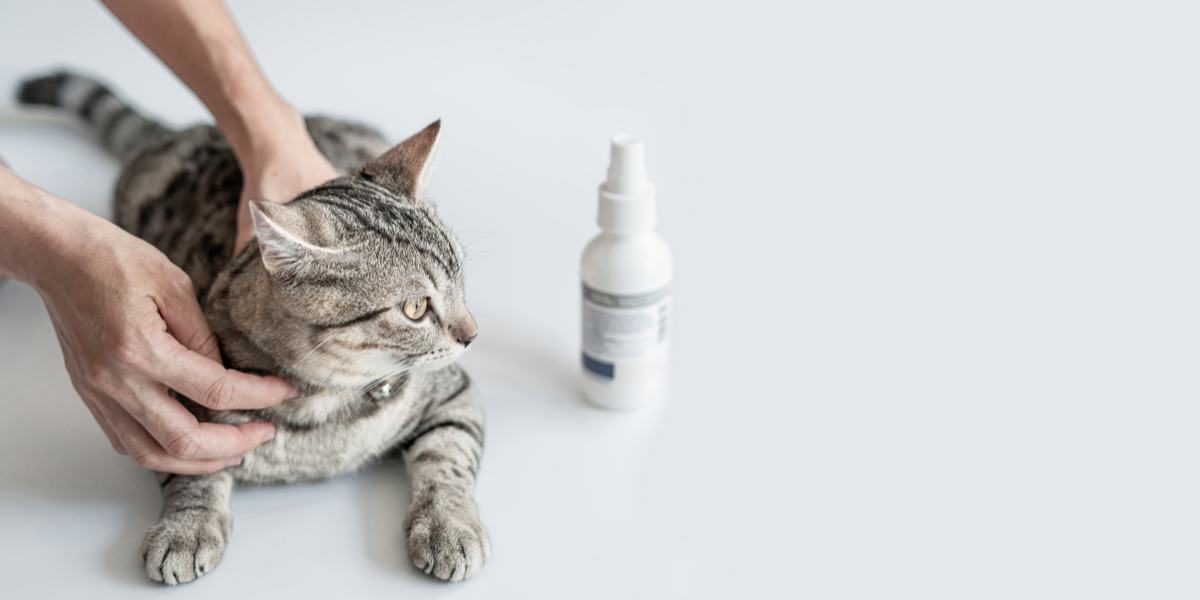 Eine Person streichelt eine Katze mit einer Sprühflasche.