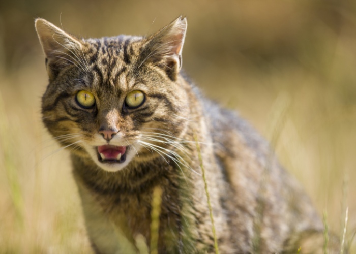 Katze mit großem Kopf