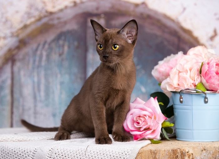 Ein Bild, das die Schönheit einer braunen europäischen Burma-Katze mit ihrem glatten Fell und ihrer bezaubernden Präsenz hervorhebt