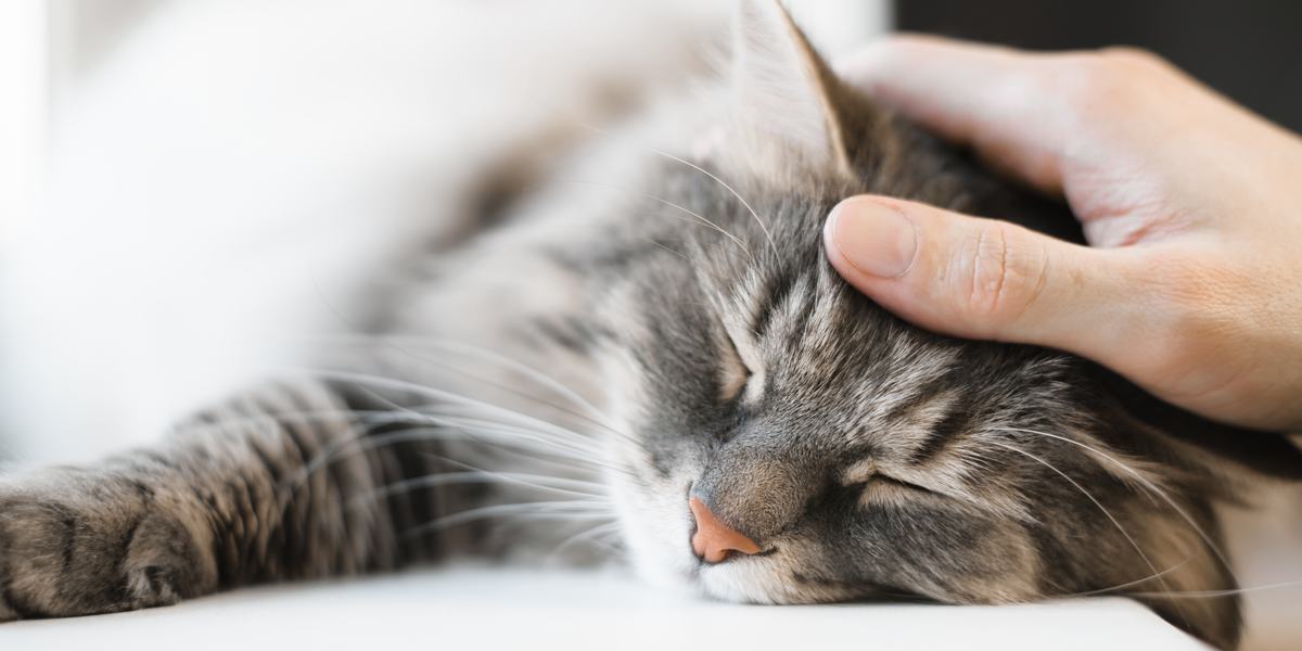 Eine heitere und ruhige Katze ruht friedlich und strahlt in ihrer Umgebung Ruhe und Entspannung aus.