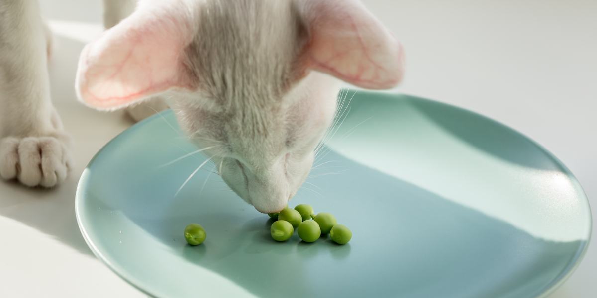 Bild mit einer Katze und Bohnen, das die spielerische Interaktion einer Katze mit den Bohnen zeigt