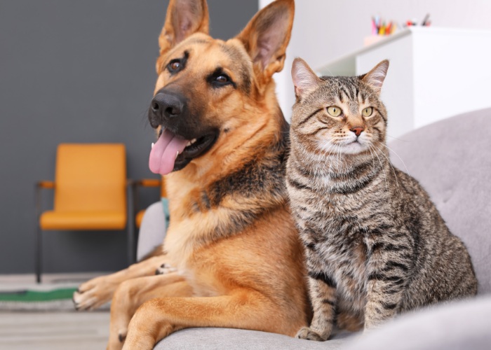 Eine Katze und ein Hund leben friedlich auf einem Sofa zusammen und zeigen harmonische Kameradschaft und Entspannung zwischen den Arten.