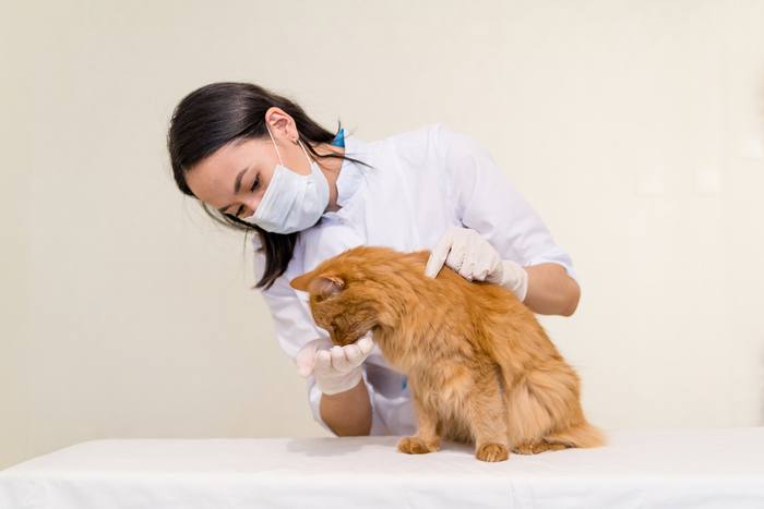 Bild einer Katze, der ihr Besitzer Medizin verabreicht. Das Bild unterstreicht die Bedeutung der richtigen Pflege und medizinischen Behandlung des Haustiers.