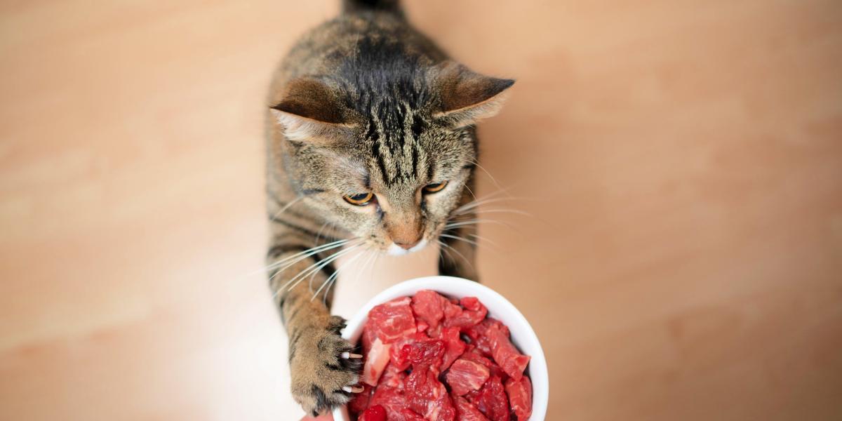 Neugierige Katze entdeckt rohes Fleisch und weckt damit Neugier auf ursprüngliche Ernährung.