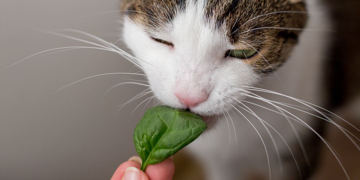 Verspielte Katze mit neugierigem Blick erkundet einen Bund frischen Spinat.