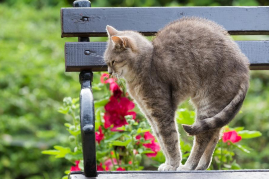 Warum krümmen Katzen ihren Rücken? Die 8 häufigsten Gründe