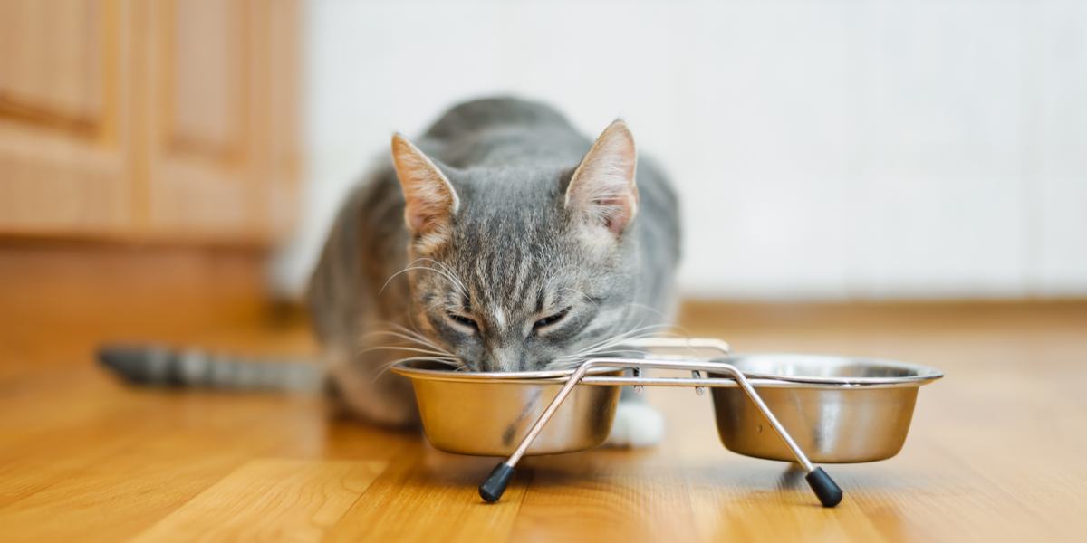 Ein Bild, das eine Katze zeigt, die begeistert ihr Futter aus einem Napf frisst.