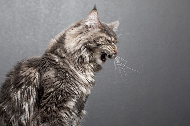 Eine Katze zeigt ohne ersichtlichen Grund aggressives Verhalten, beispielsweise Knurren.