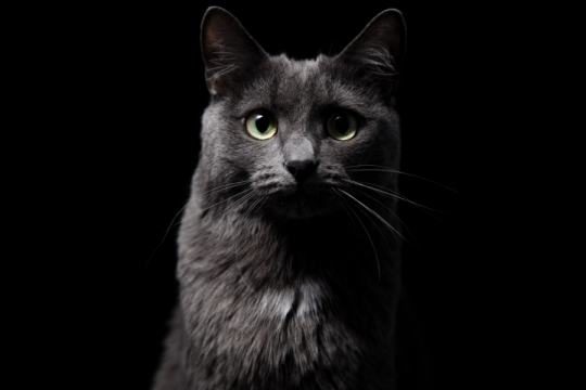 Können Katzen im Dunkeln sehen?