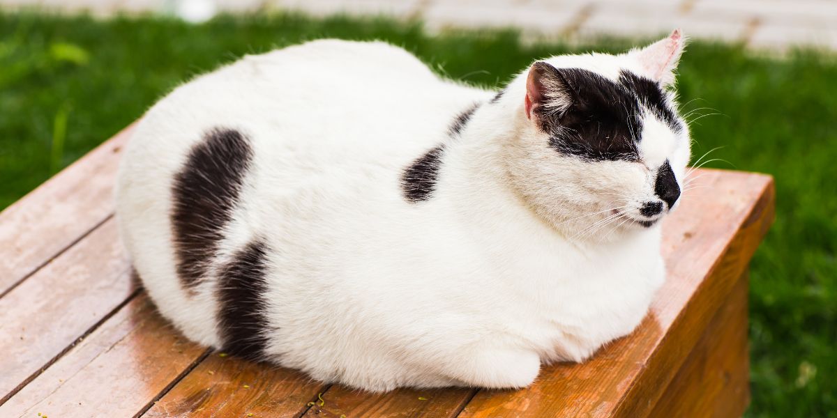 Lustiges Bild einer Katze, die in der „Laib“-Position sitzt, mit eingezogenen Pfoten und gelassenem Gesichtsausdruck, und eine klassische Katzenpose zeigt.