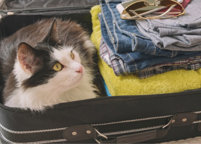 Verspieltes Bild einer Katze, die in der „Laib“-Position in einem Koffer sitzt und die Neugier von Katzen und ihr Talent, gemütliche Plätzchen zu finden, zeigt.