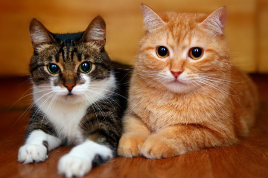 Studie zeigt, dass Katzen die Namen anderer Katzen erkennen können