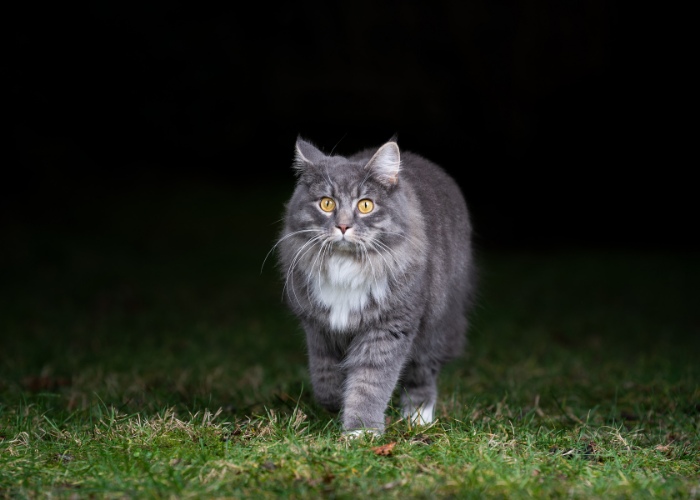 Eine Katze, die nachts draußen spazieren geht, beleuchtet vom Mondlicht.