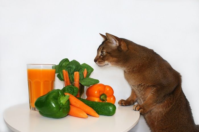 Farbenfrohe Szene mit einer Katze neben einer Orange und einem Bund Spinat.