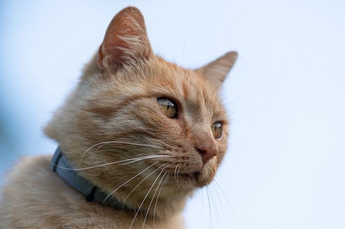 Eine Katze mit einem Zeckenhalsband demonstriert vorbeugende Maßnahmen zum Schutz vor Zecken und durch Zecken übertragenen Krankheiten bei Katzen.